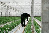 Can data and AI innovations move us towards higher quality sustainable cotton?
