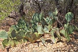 Plant Cover for Texas Quail