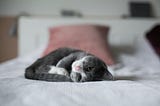 Gray and white cat resting with their head turned on top of a bed