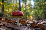 A Journey Around the Mushroom