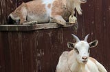 Pet goats resting comfortably in a controlled living space