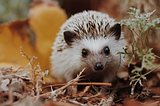 How Often Should I Play With My Hedgehog?
