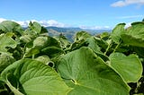 What is Kava??
