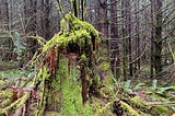 Thick moss covers a rotting tree stump in a thick forest.