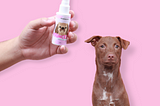 Pet Aromatherapy: The Impact of Well-scented Dogs on Owner Wellness
