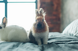 5 Reasons You Should Adopt A Pet Rabbit