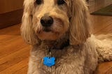 Dog, lying on floor, looking at me, its onwer