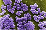 Unlocking the Mystery of Staphylococcus aureus (S.