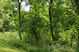 A panoramic view of the trail where I run.