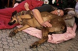 Photo of the author lying on the floor with a large dog lying beside her on a pink blanket.