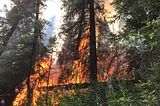 Megafires Push Forests To The Brink