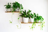 Factors to Consider When Choosing Artificial Plants for Your Workspace
