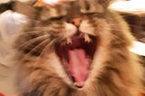 Main coon cat with her mouth wide open showing her displeasure with something her human has done — She’s pissed off.