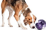 Product Review: PetSafe Busy Buddy Magic Mushroom Dog Toy