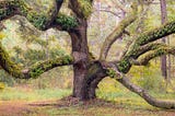 Old live oak tree with moss and vines growing on it.