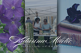 Three images, from left to right: purple clematis close up, two ladies (author and her mother) looking at books laid out on a table in front of them, under a large white gazebo, and a single dark purple petunia on top of two old books, close up