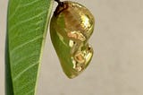The chrysalis of the common crow butterfly. The chrysalis looks golden and shiny and hangs on a fig leaf.
