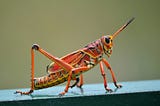 ARE YOU A GRASSHOPPER OR AN ANT? FINDOUT.