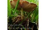 A view of a mushroom from ground level. It is surrounded by grass.