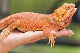 Pet Bearded Dragons