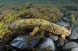 Amphibian Advocate —Eastern Hellbender