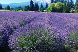 C’EST WHAT? Emotional Wines Have Character