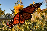 Close image of a monarch butterfly wings spread against a blue sky on a yellow daisy with a country background.