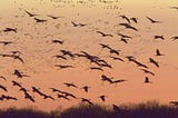Crane Migration, Platte River