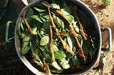 Ayahuasca vine and chacruna leaves in an ayahuasca brew
