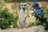 Identifying as Meerkats