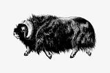 3 Thing Musk Oxen Can Teach You