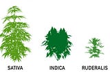 sativa, indica, and ruderalis types of cannabis