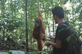 Man gives food to an orangutan.