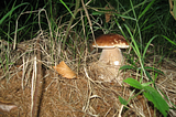 We picked some yummy mushrooms on our way