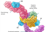 Antibody synergy