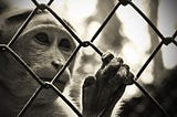 All Zoos in Nigeria Should Go — Here are 4 Reasons why we should #EmptytheCages