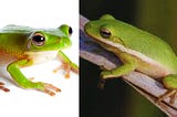Frog Care 101: A Guide to Nurturing Happy and Healthy Amphibian Companions
