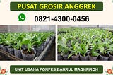 jual anggrek murah Batu