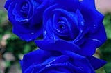 Roses & Blues