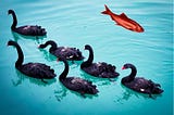 Black Swan. Red Herring.