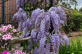 Wisteria, azaleas and daisies in a neat garden