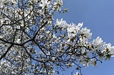 The Undersides of Flowers