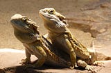 Do Bearded Dragons Get Lonely?