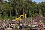 Borneo’s Forests are Being Scarred