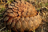 Image of a Pangolin Images Tikki Hollywood Trust