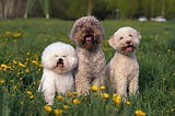 5 Best Small Dog Breeds That Don’t Shed