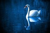Swan by Md Easin Alif
