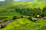 5 Lokasi Liburan Akhir Tahun di Puncak