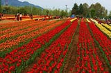 BLOOMING MAGNIFICENCE: The Captivating Tulip Festival in Kashmir