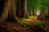 Biggest Trees in The World List